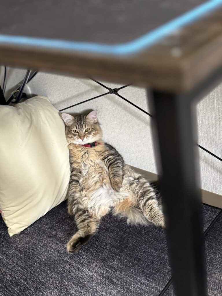 おっさんのようなにゃんこ