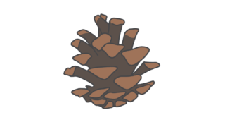 松ぼっくりのイラスト