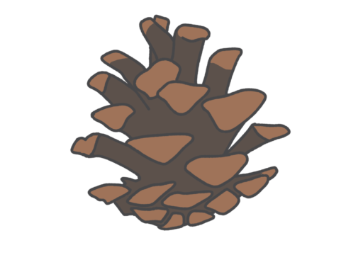 松ぼっくりのイラスト