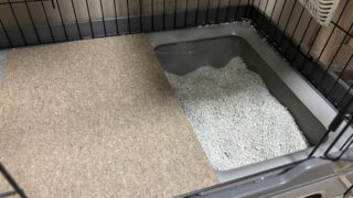 猫砂が飛び散ったおトイレ